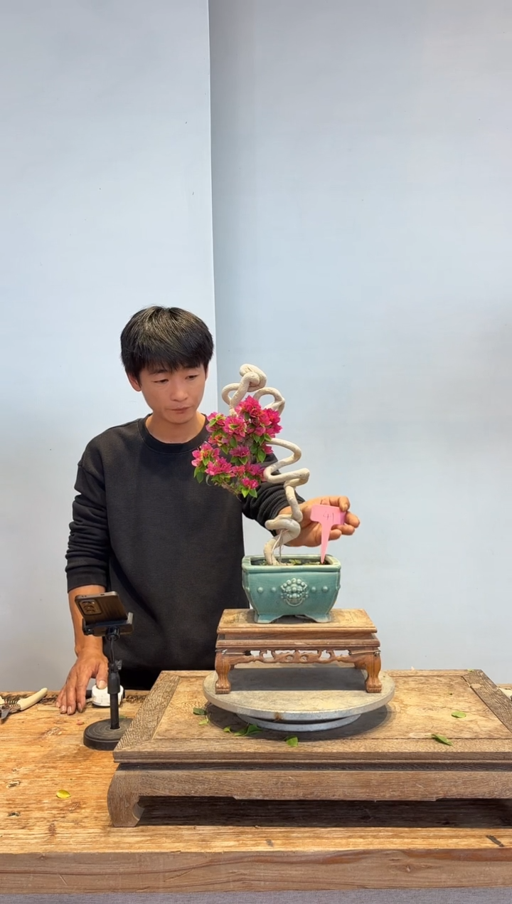 以实际为准石****)三角梅41
