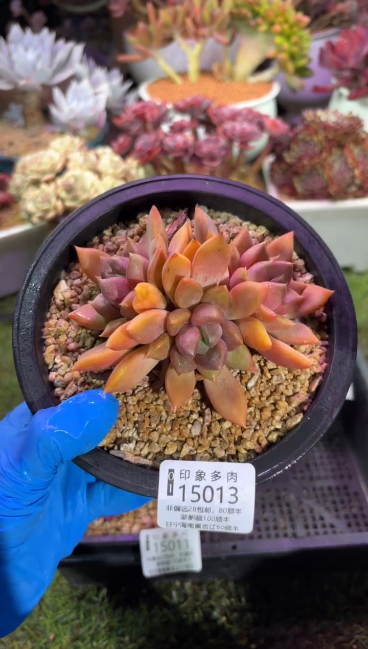 【闪购商品】15013