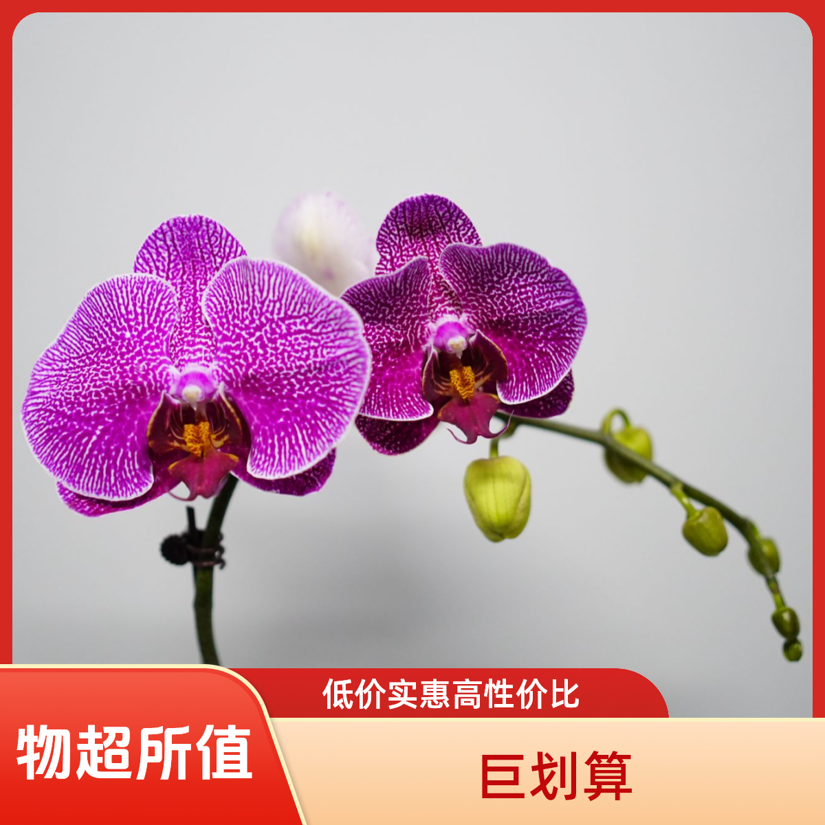 繁星里蝴蝶兰【大豹斑3.5寸】带花带花苞开花珠发货
