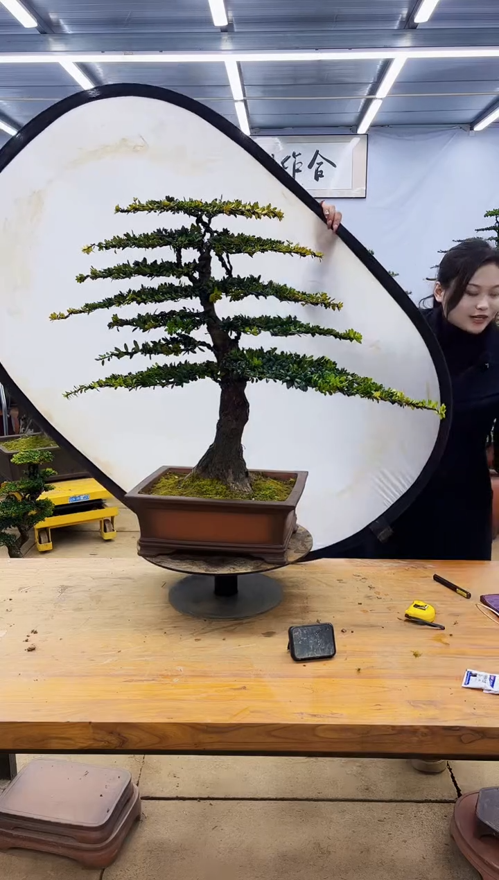 【闪购商品】高端盆景一物一拍，所见即所得