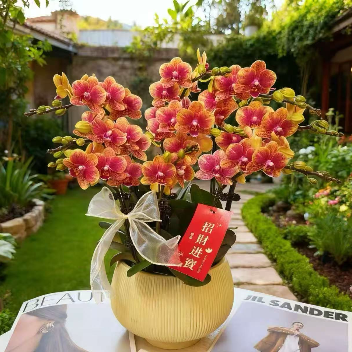 韵艺精选《金蝶》蝴蝶兰红色渐变系列好养耐养带花多花苞室内美化