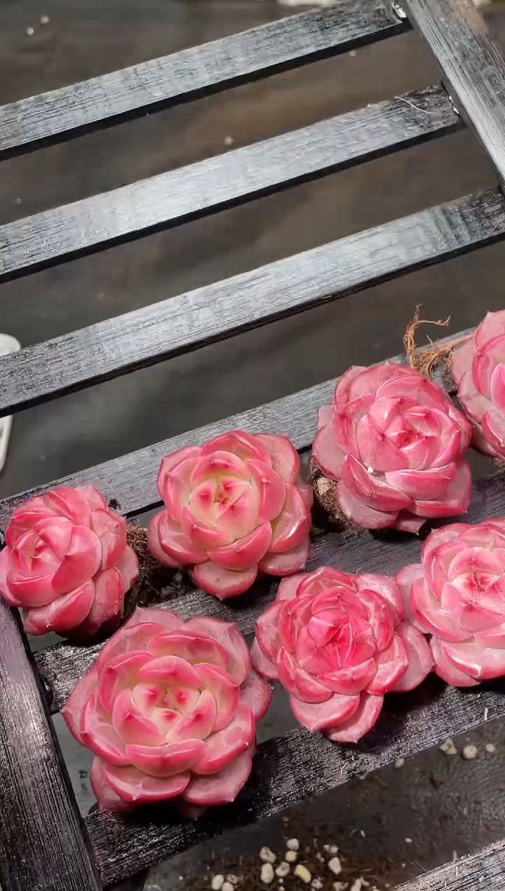 17-61 弥撒2-3厘米量拍发一颗