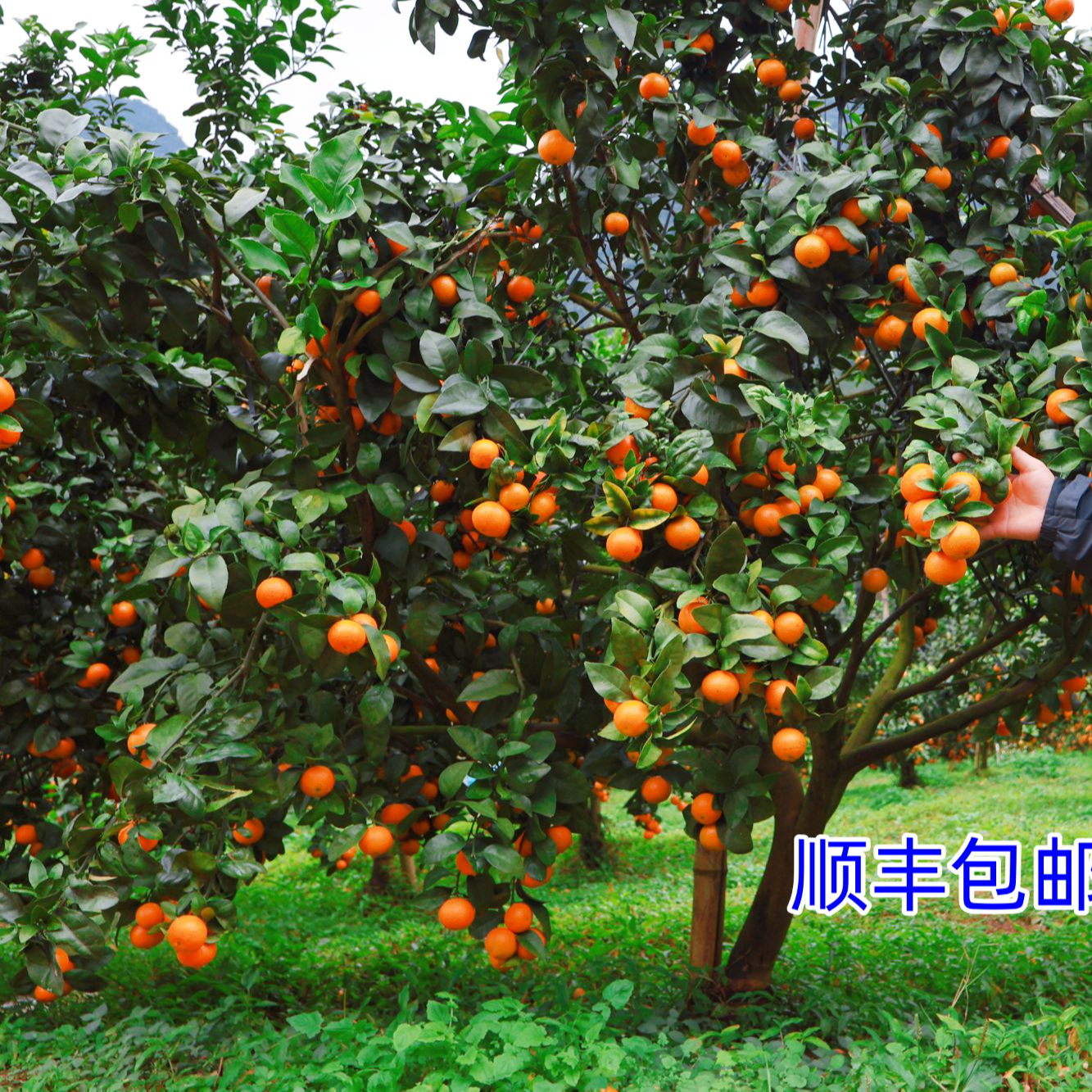 今年新品广西果园老树砂糖橘新鲜自然熟爆汁多汁爽口细腻水果。