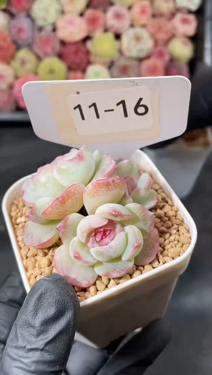  11-16 周郎3-4厘米 量拍发一颗