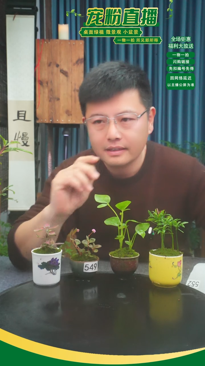 无花朵小*熙苔藓微景观549号