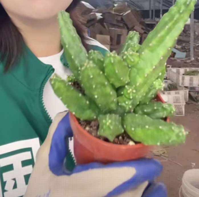 二妹园艺【 1盆  水仙情郎   】带盆土随机发货