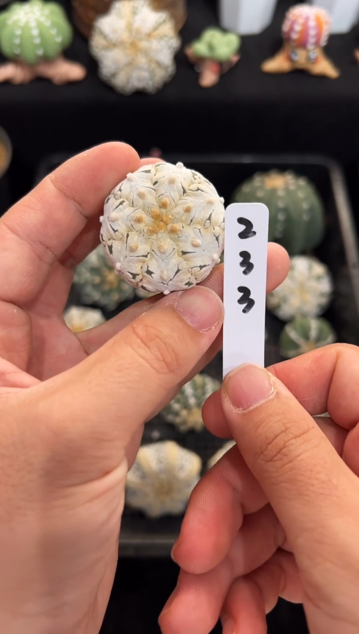 浓白大宽V不含盆土实生编码233