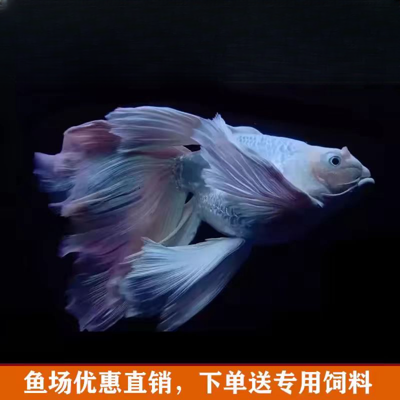 直播间  蝴蝶鲤链接 精品蝴蝶鲤观赏鱼