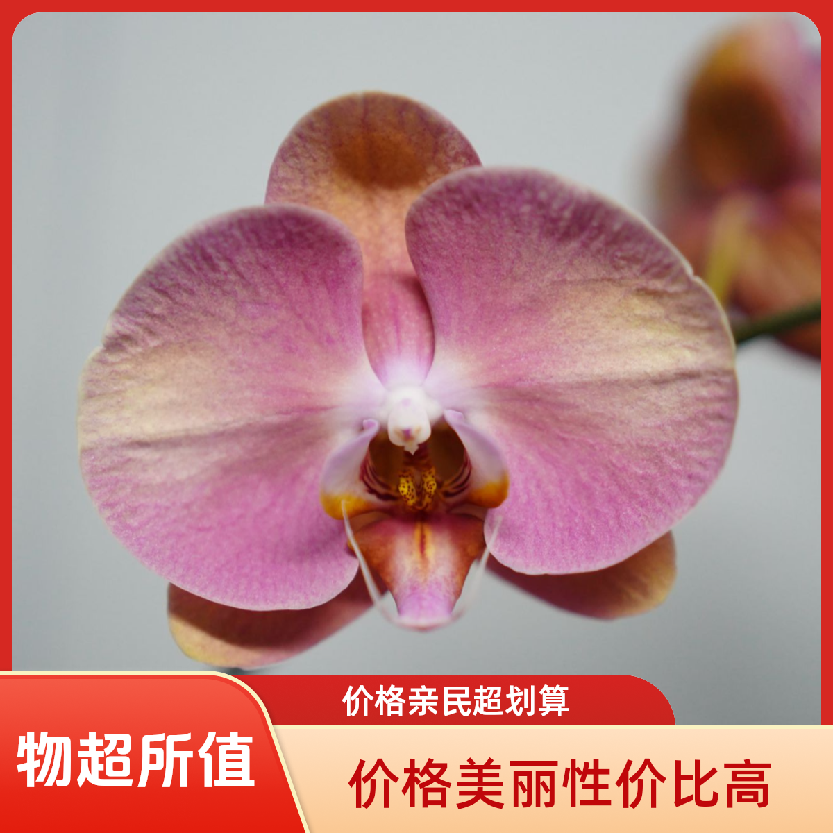 朝暮里蝴蝶兰【大鲑鱼】（3.5寸）带花带花苞开花珠发货