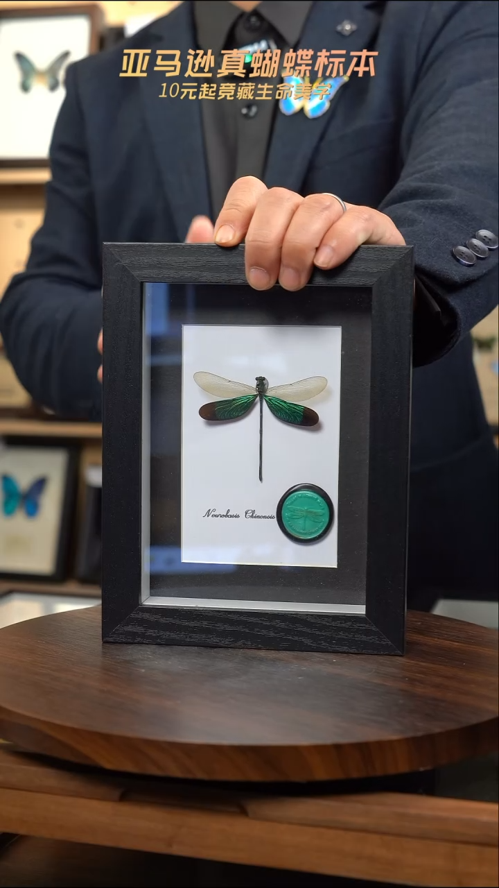 华艳色蟌火漆章版7寸黑框