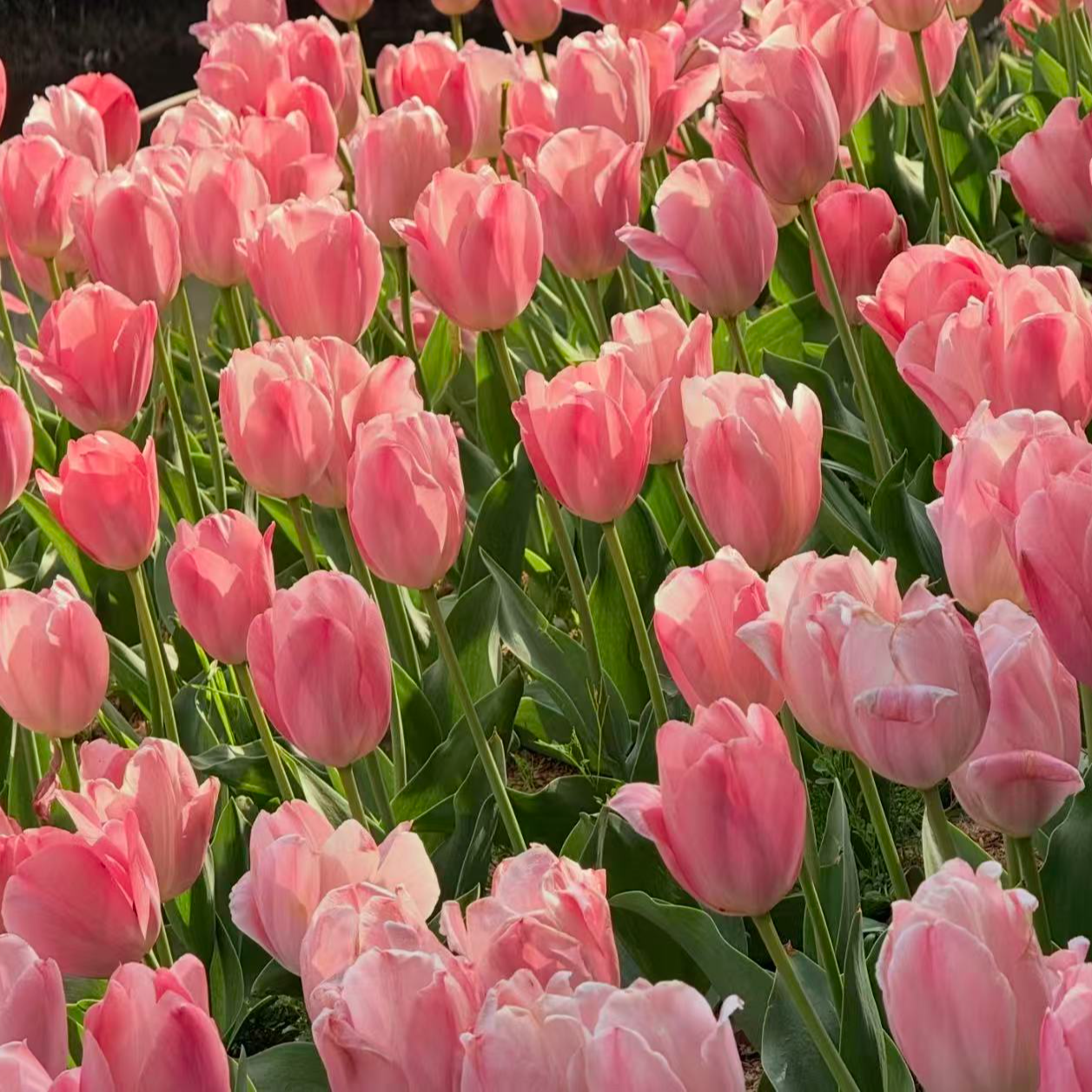 【李先生】（粉色郁金香！！种球一个）可盆栽可水培室内好养植物