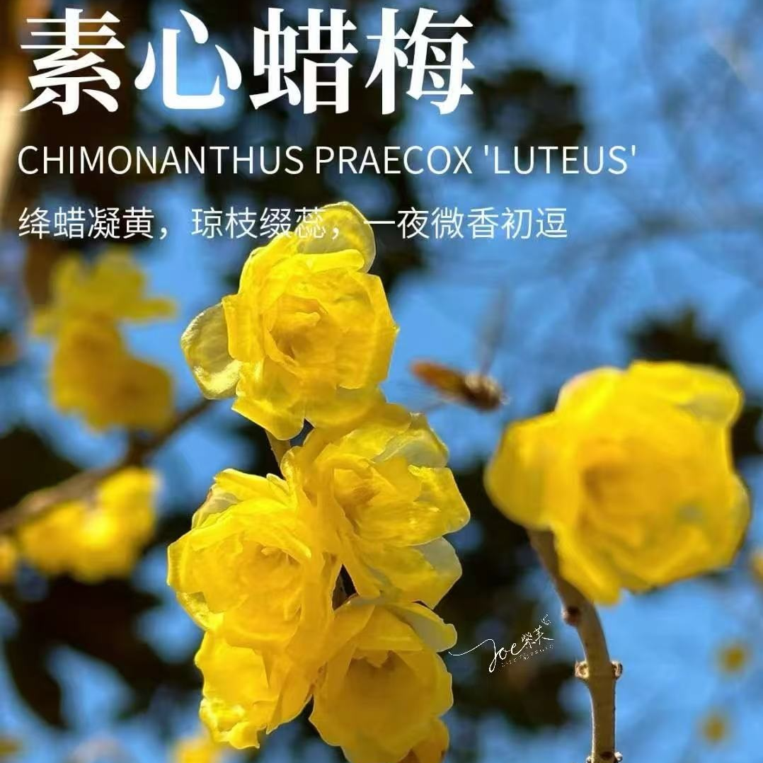 超大腊梅 带花苞浓香型阳台庭院盆栽地栽耐寒