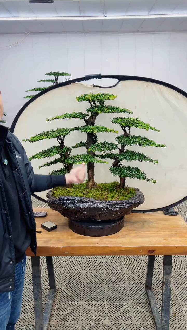 无花朵造型盆景一物一拍