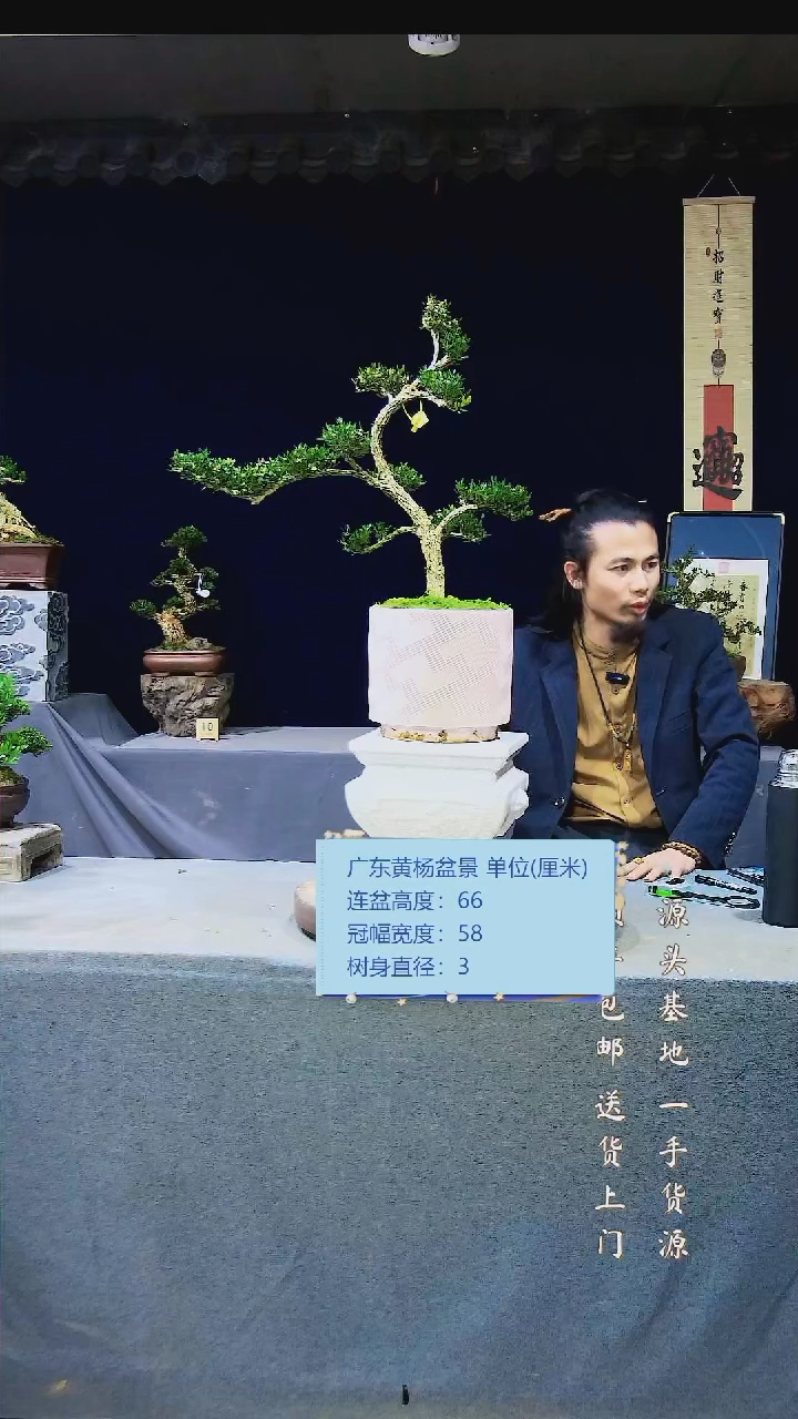 【闪购商品】雀舌黄杨盆景雀舌黄杨盆景