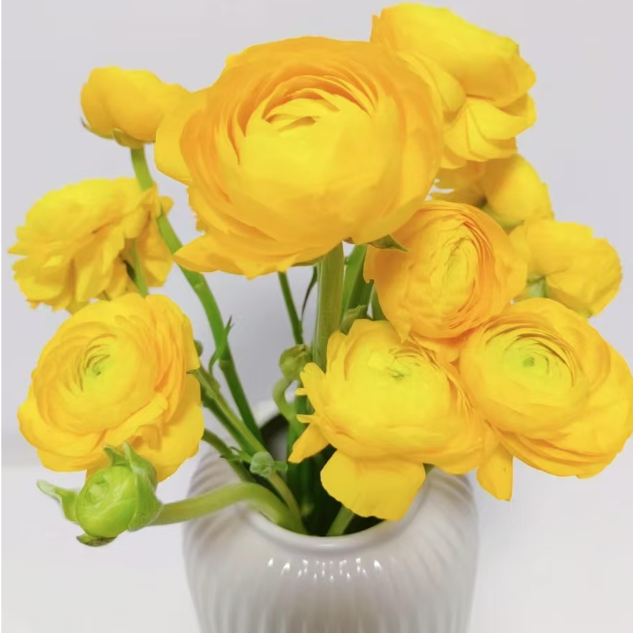 【次日达黄洋牡丹1把】鲜花直播批发京东包邮