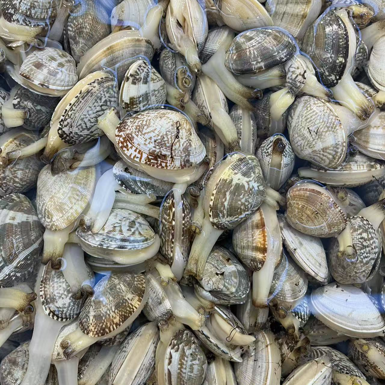 特大花蚬子（500g）海鲜