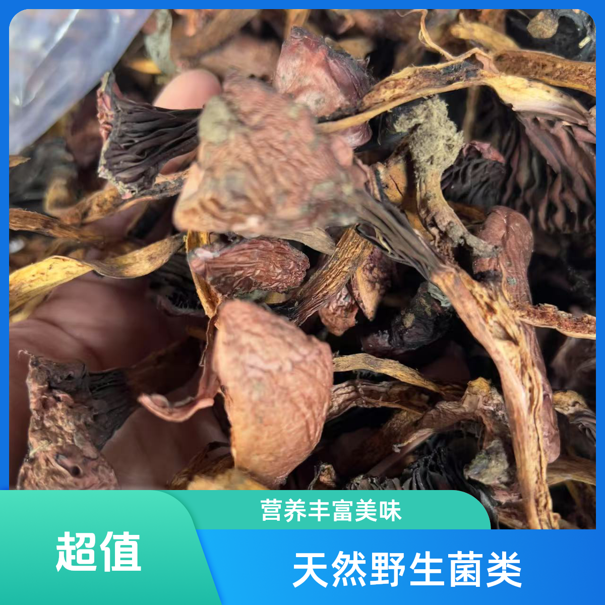 【肉蘑黑头】2025新采摘肉蘑/红蘑/围场蘑菇
