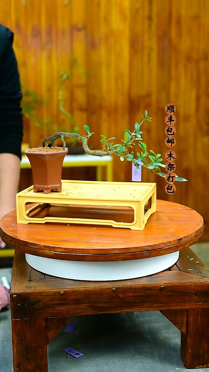 用****叔 福建闽江雀舌皱皮黄杨