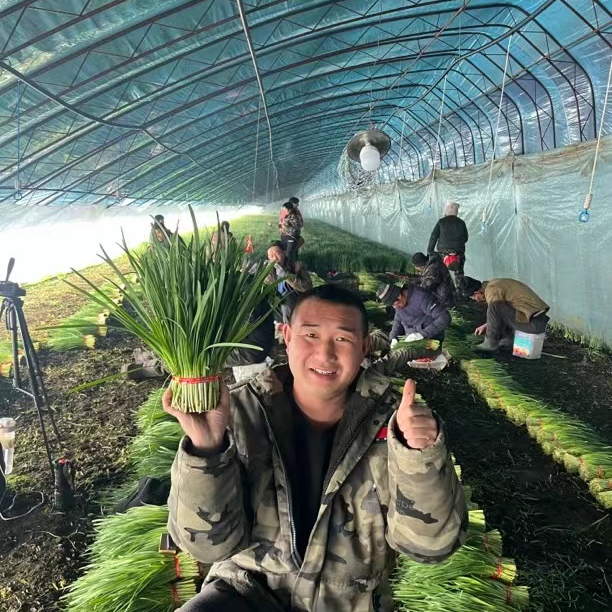 [圆通包邮]  东北黑土地韭菜  有韭菜味