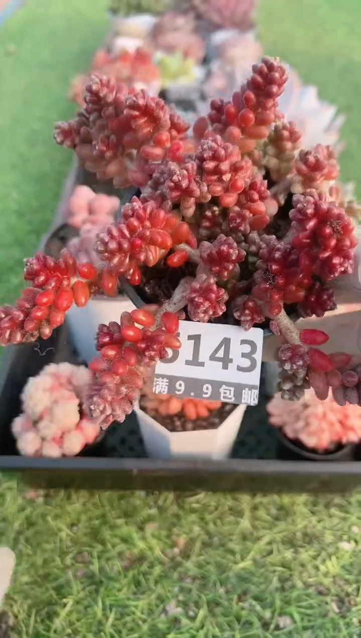 【闪购商品】信福多肉一物一拍