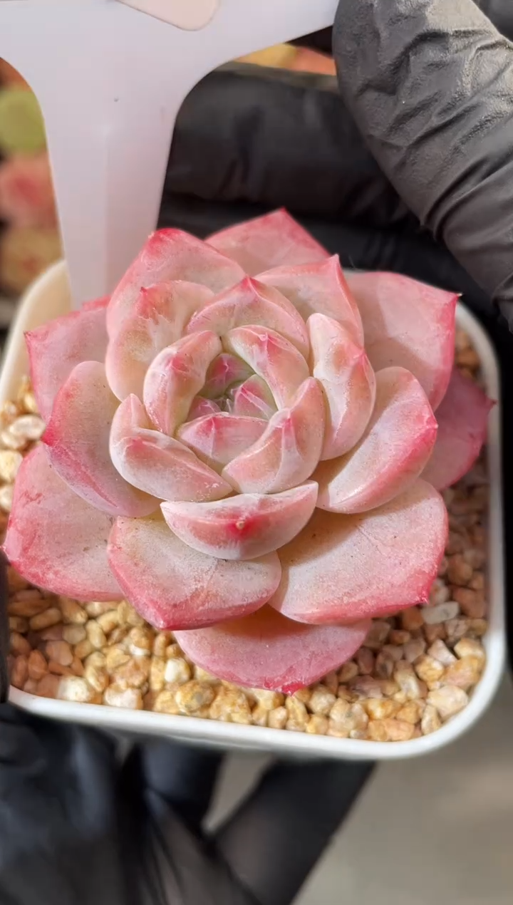 6-55 芬达3-4厘米 量拍发一颗