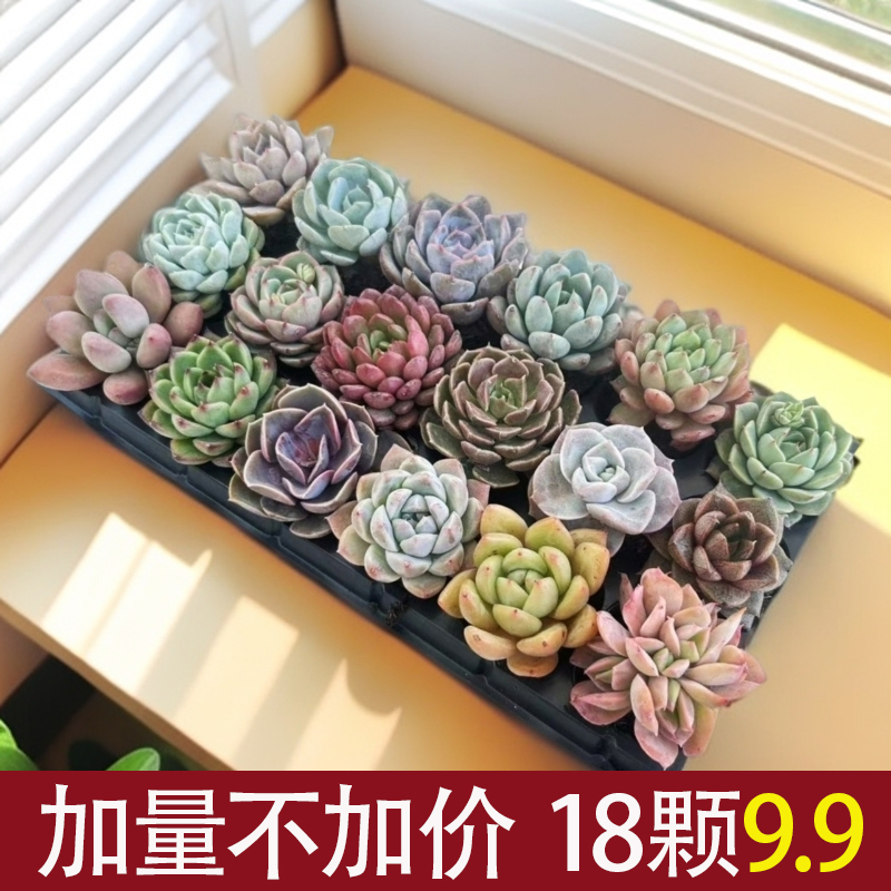 18颗多肉植物组合盆栽搭配系列办公室可爱盆栽自然好养活