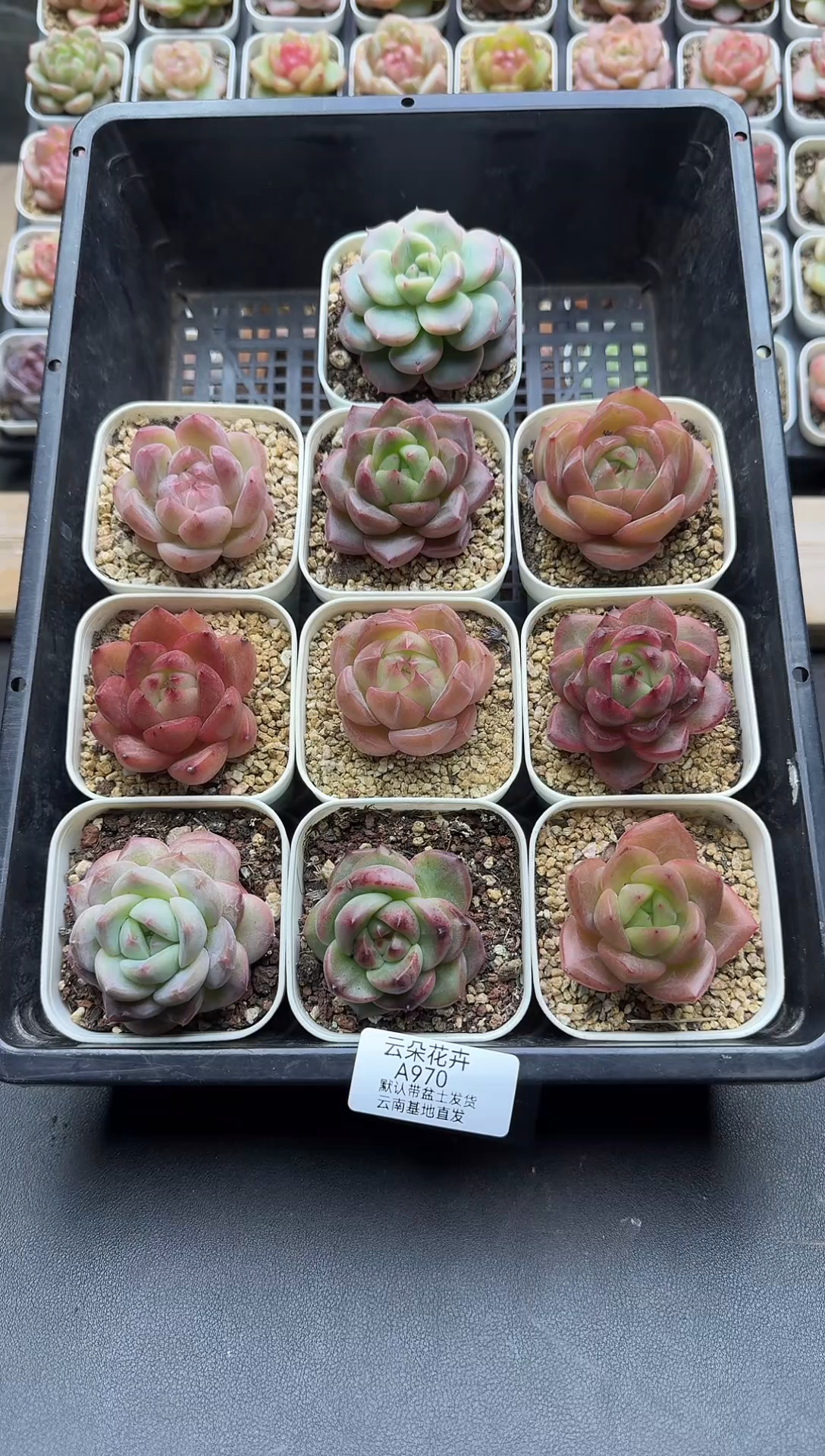 珍妮杂交多肉A970