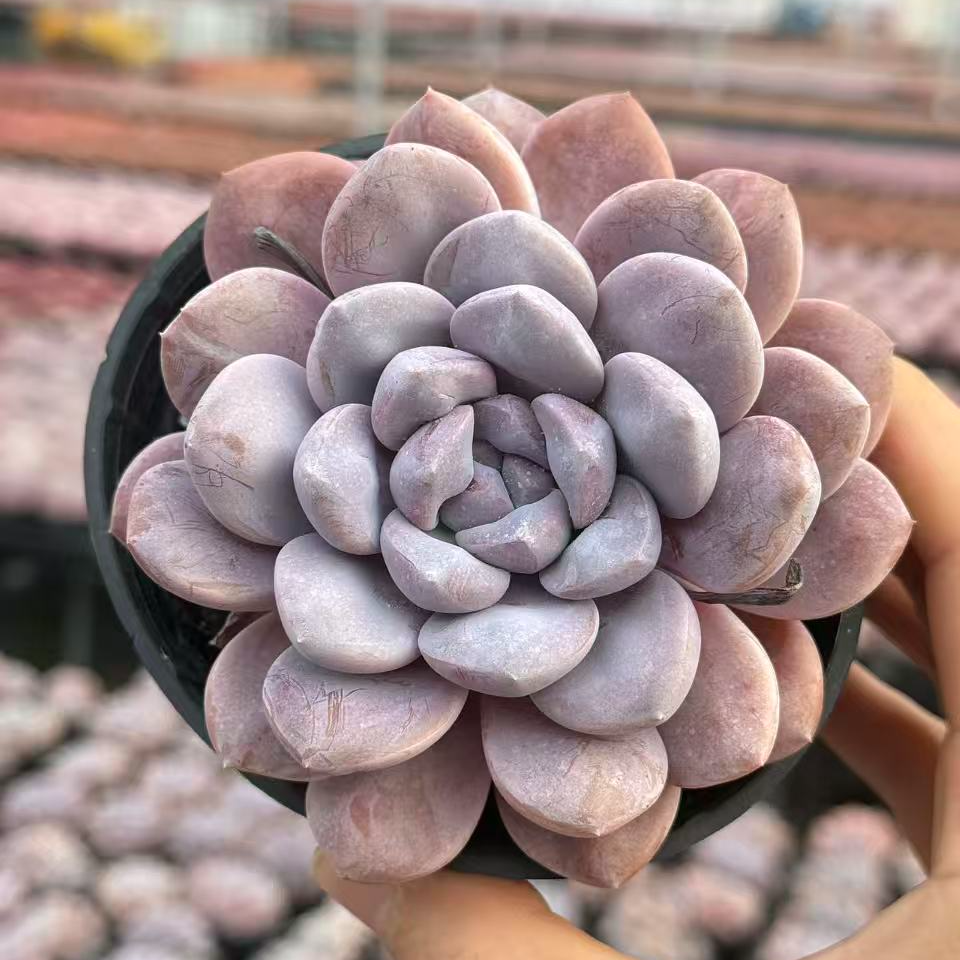 10#菩提子多肉植物        前男友精品多肉 