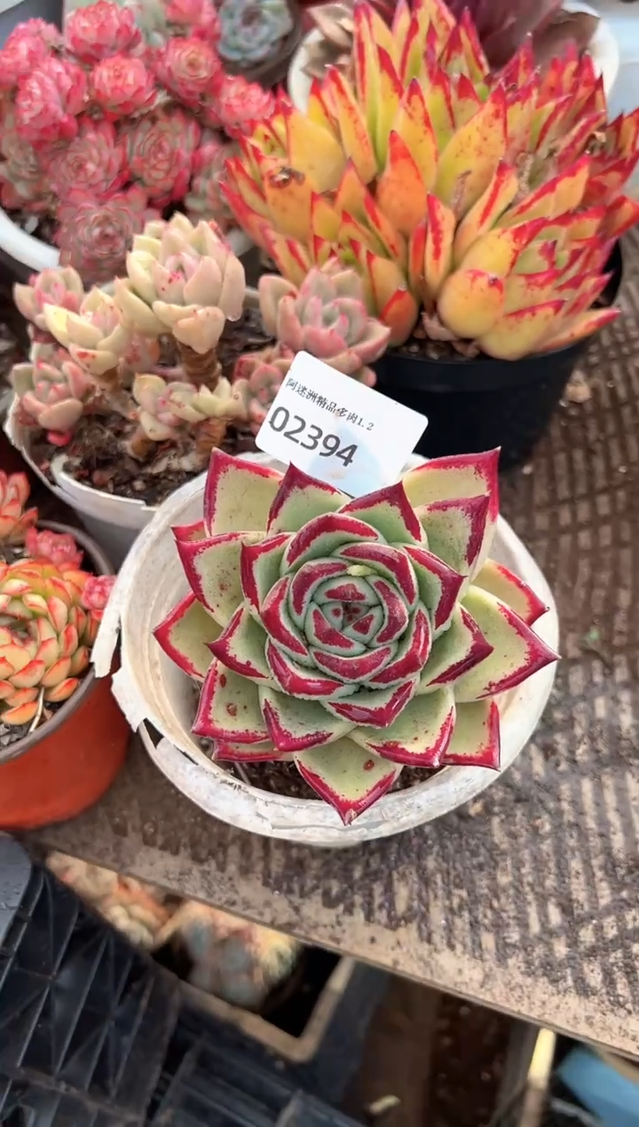 柚**?多肉植物一物一拍02394