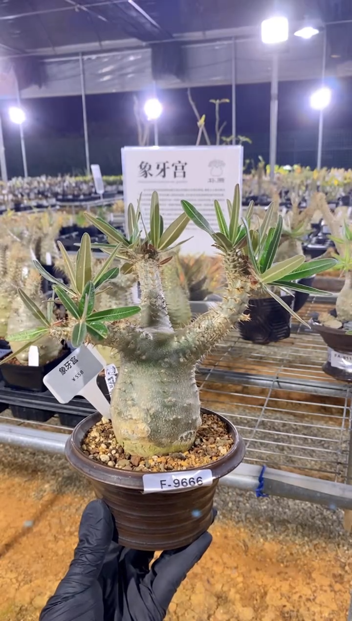 【闪购商品】象牙宫F-9666