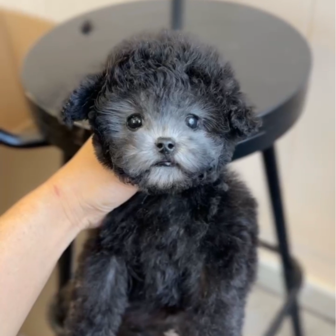 袁嬢嬢宠物严选超小体灰弟弟985（太子）