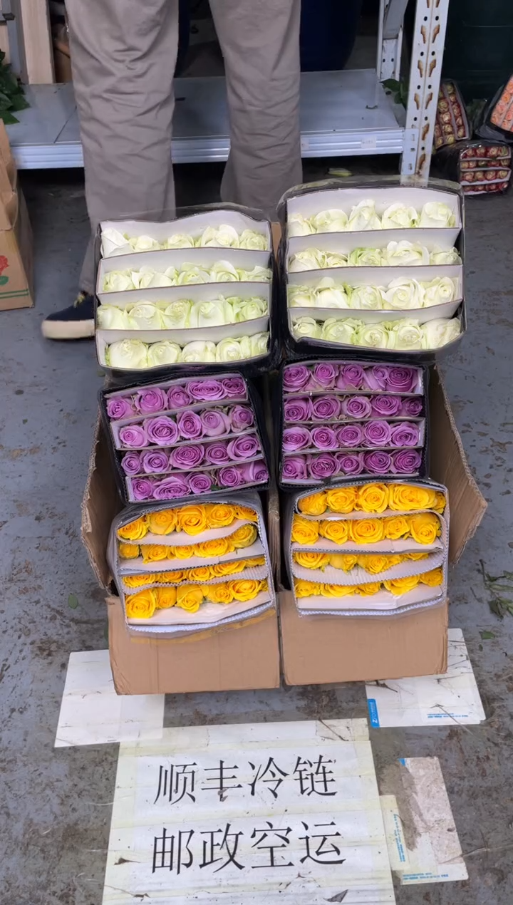 金枝20枝+紫霞20枝+白雪山20枝