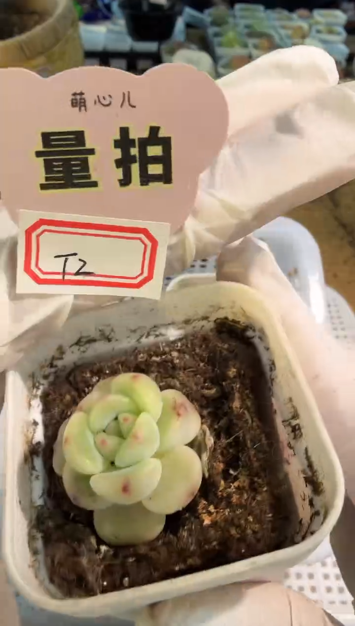 T2蜜糖五方一盆 量拍混发