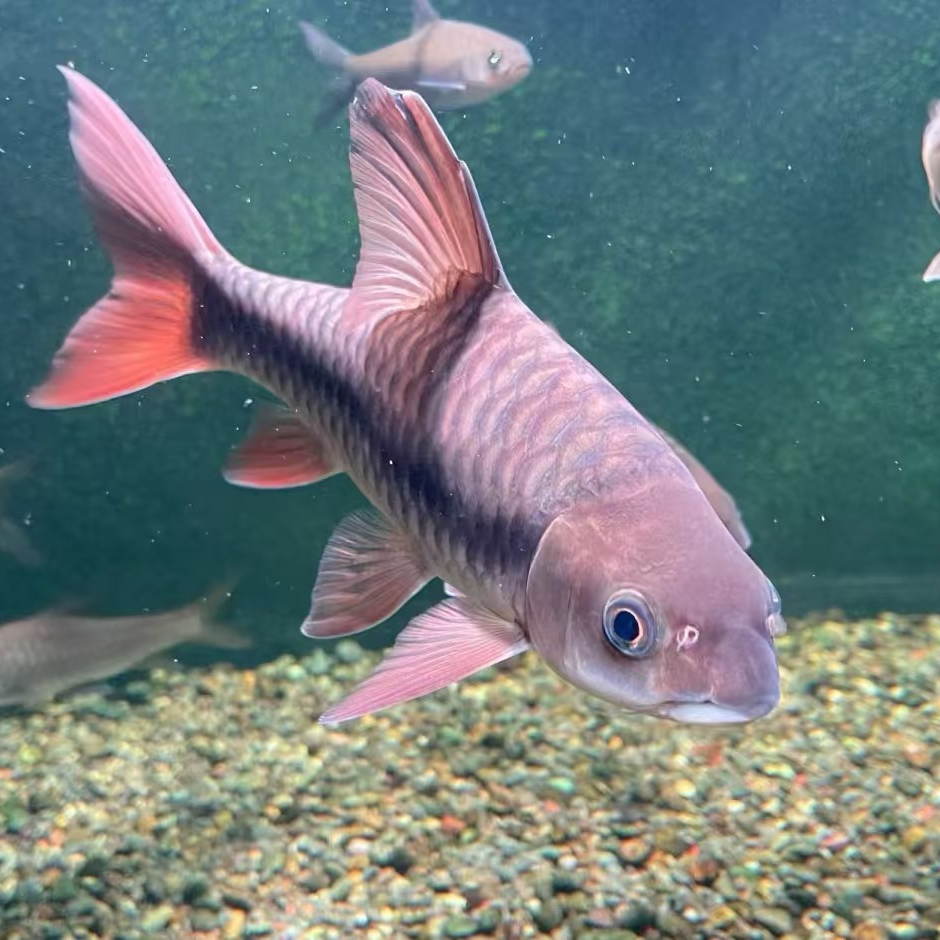 静静- 价格链接原生观赏鱼包邮包损混养（需要有开箱视频才包售后）