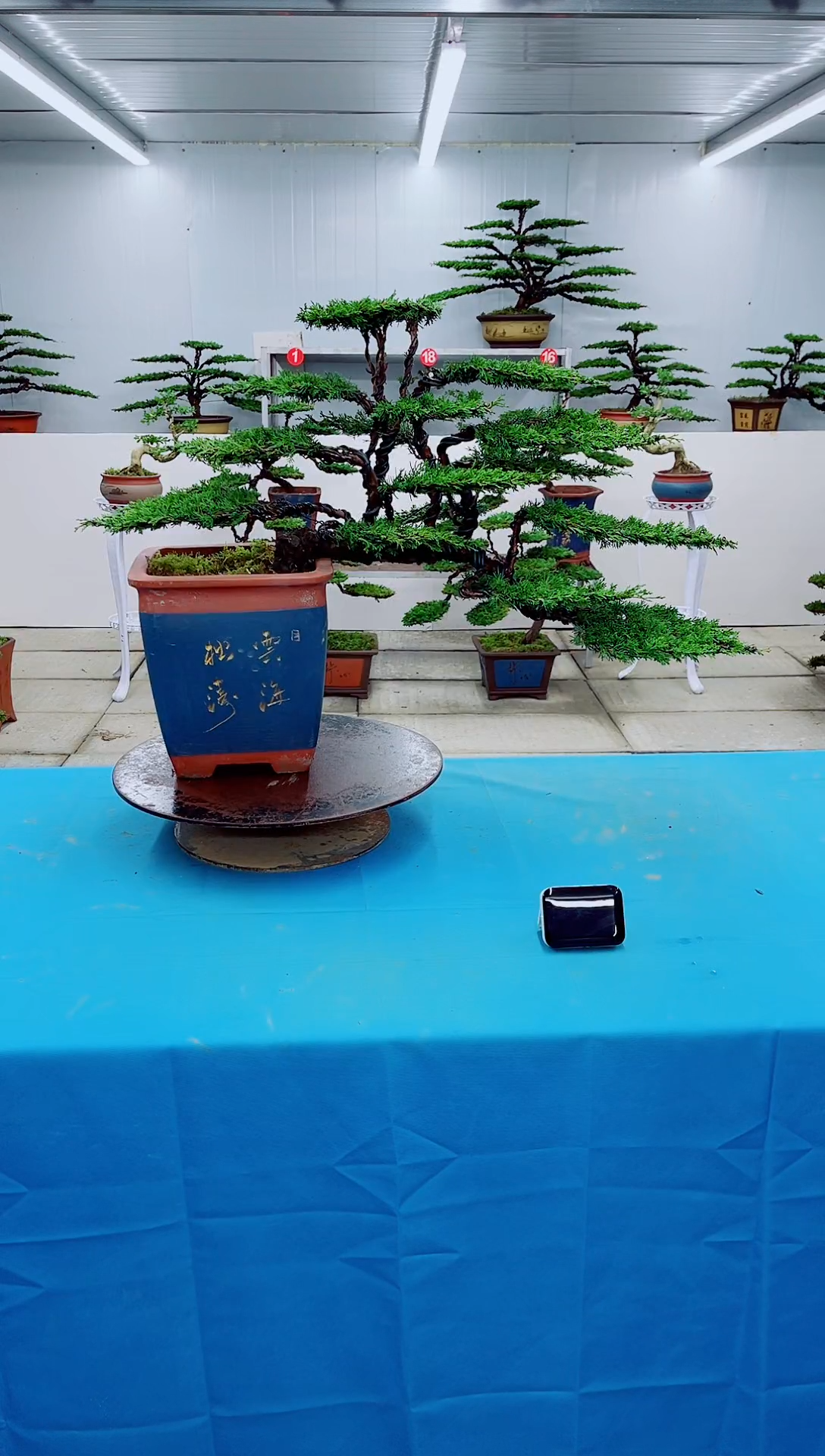 无花朵杨*强00000000000000