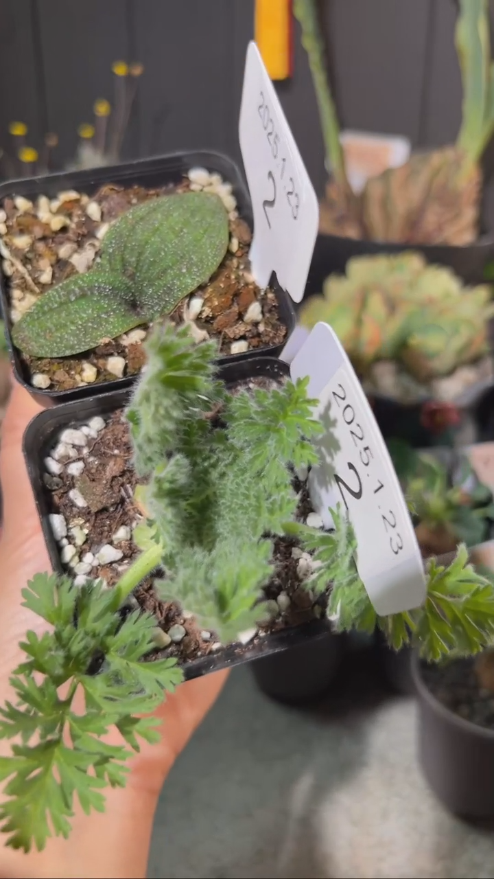 【闪购商品】紫镜羽叶组合1.23.2