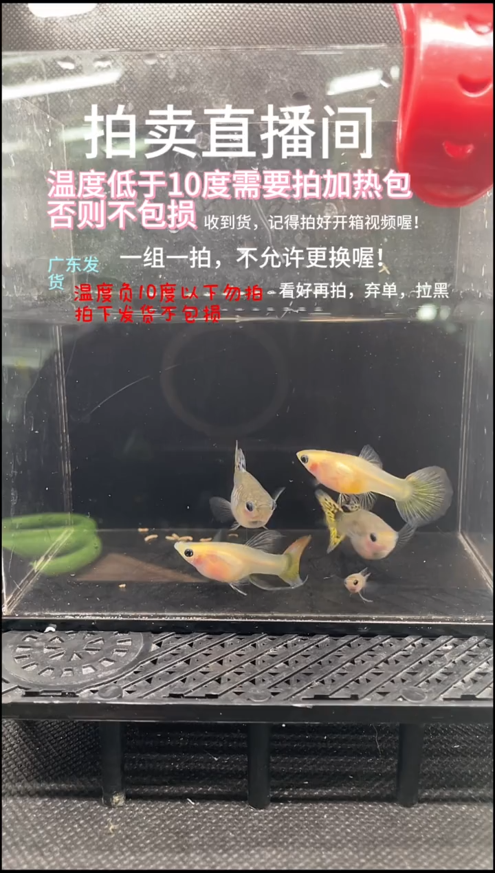 孔雀鱼孕母杂袍  四条  编号  红色 6