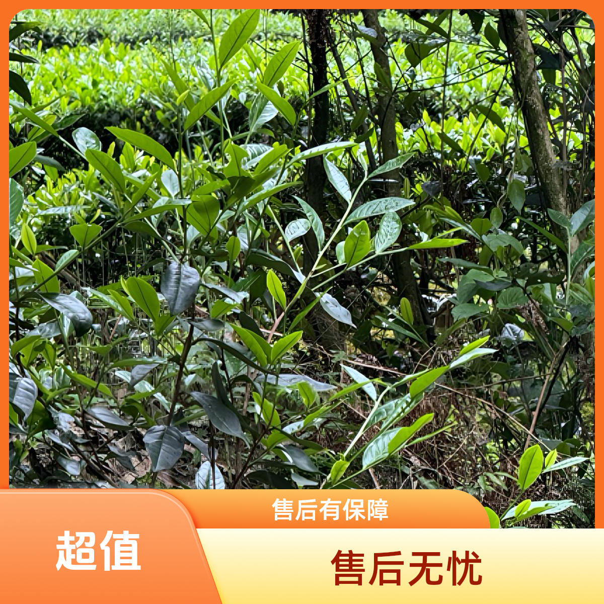 「老·黄观音」GGY24-25724批次武夷岩茶三道炭焙