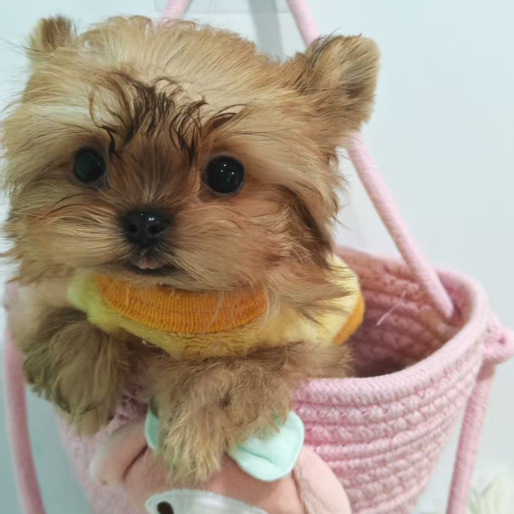 重庆麦子家约克夏萌宠活体质保30天