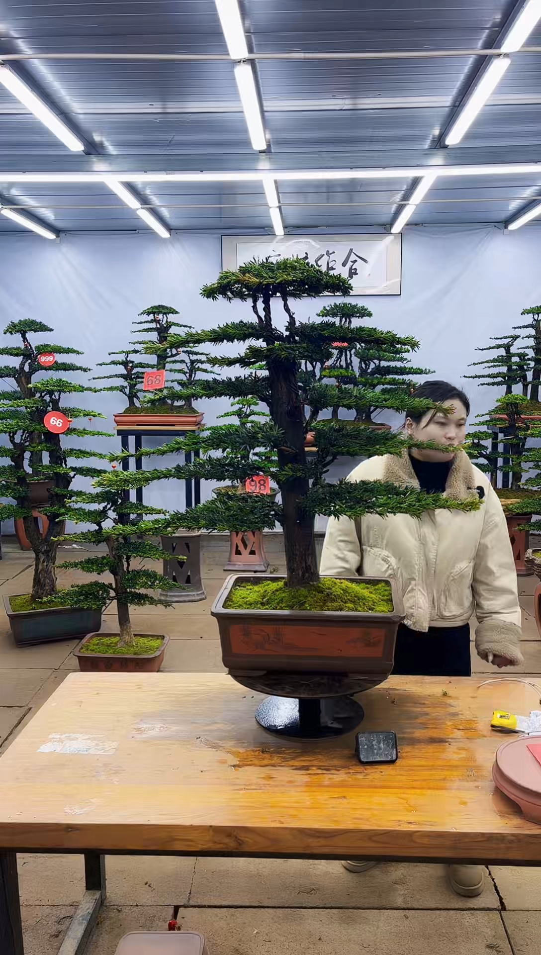 【闪购商品】高端盆景一物一拍，所见即所得