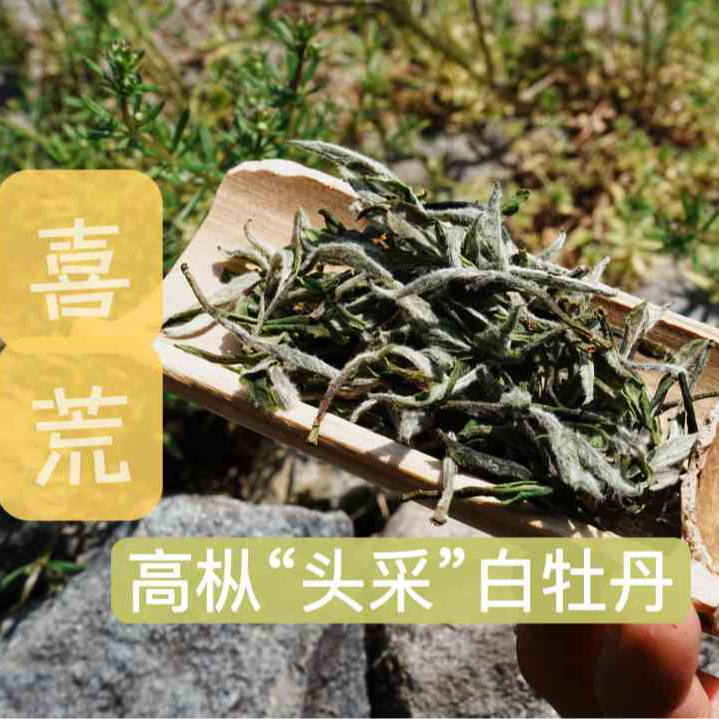 【山海白】2025年喜荒“头采”白牡丹50g陈宝振出品孔坪荒野高枞