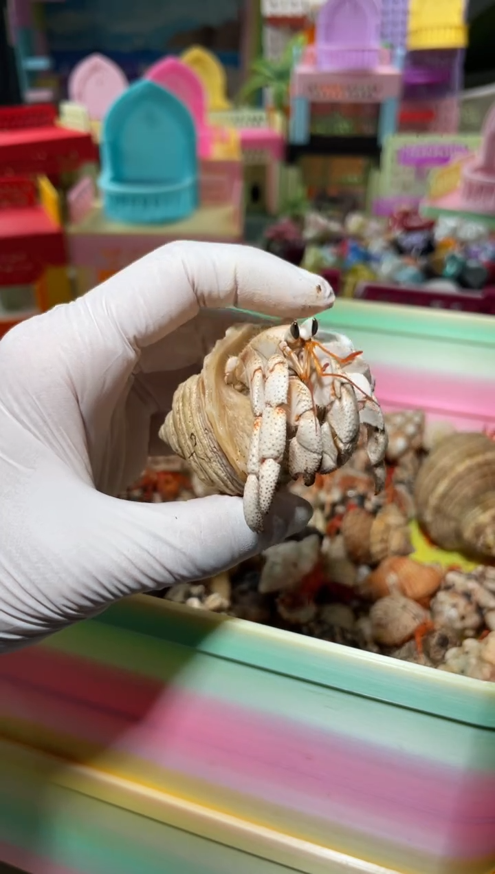 陌派帝国寄居蟹毛球228