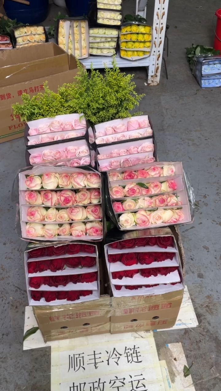 高原红20枝+  艾沙20枝+粉红20枝+黄莺