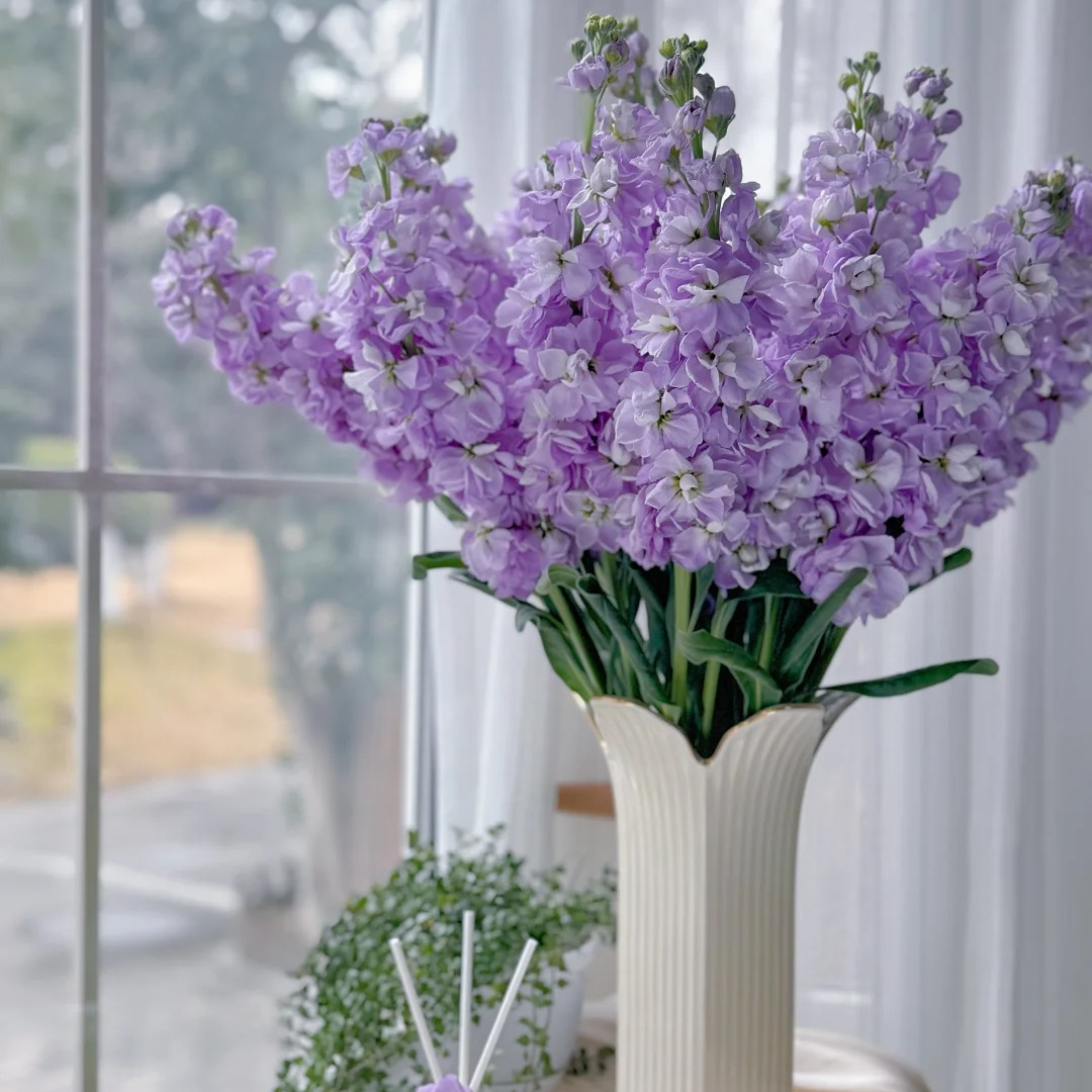 【黄梦宇】紫色重瓣紫罗兰 /全场鲜花任意满两单及以上包邮