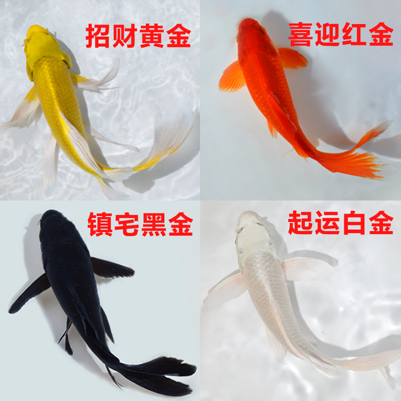【15-18cm】红白2三色1共三条锦鲤金鱼观赏鱼好养耐活