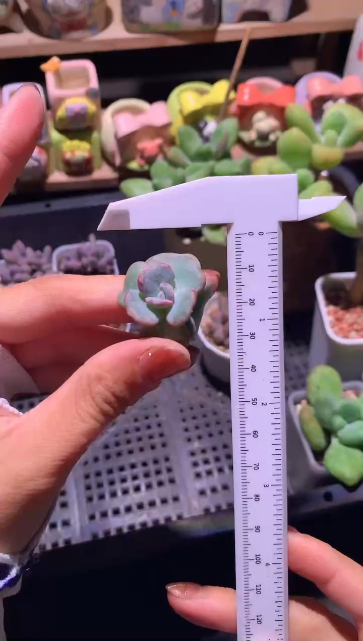 韩国爱的松砍头多肉