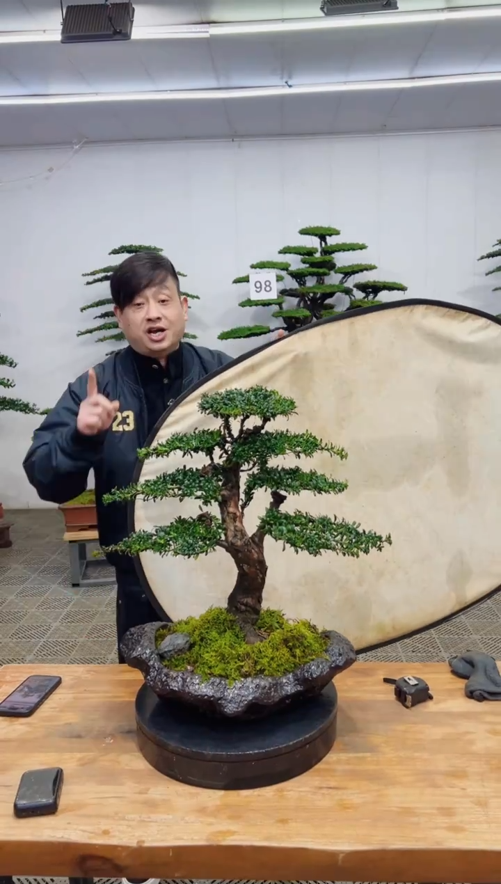 无花朵造型盆景一物一拍