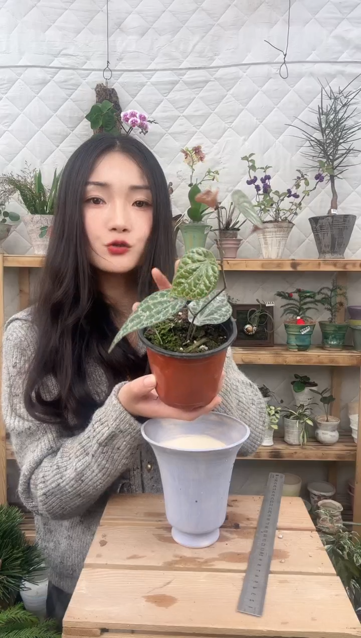 无花朵171瑰丽胡椒育苗盆