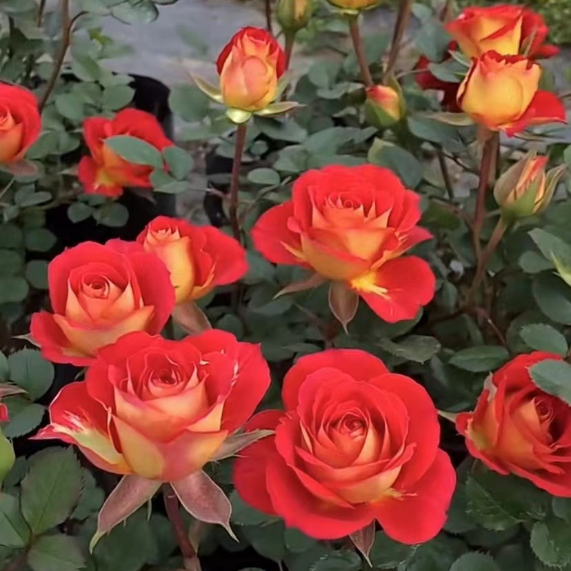 二乔   复色多头重瓣大花月季花苗四季开室内外阳台庭院盆栽花卉