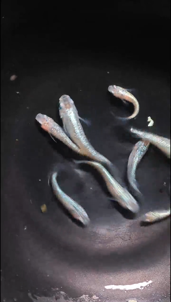 青鳉鱼观背青鳉005